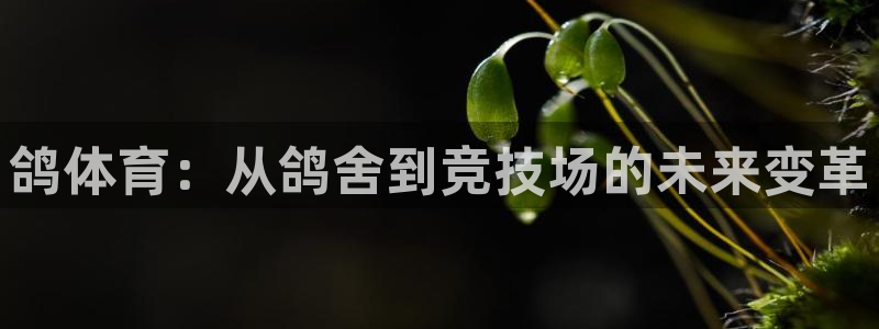 意昂体育4招商电话：鸽体育：从鸽舍到竞技场的未来变革